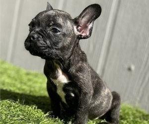 French Bulldog Puppy for sale in MERION STATION, PA, USA