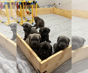 Cane Corso Puppy for sale in CHATTANOOGA, TN, USA