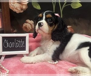 Cavalier King Charles Spaniel Puppy for Sale in ABILENE, Texas USA