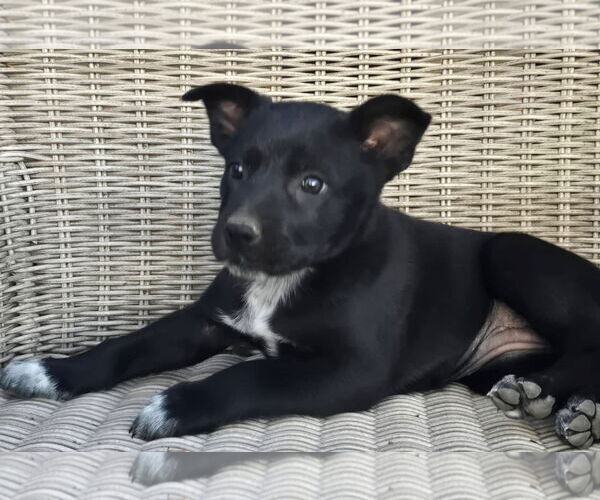 Medium Photo #4 German Shepherd Dog-Unknown Mix Puppy For Sale in Alexander, AR, USA