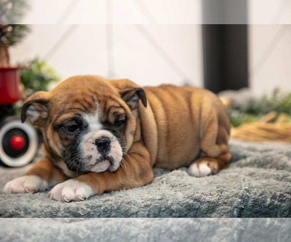 Medium Photo #6 Beabull Puppy For Sale in FRESNO, OH, USA