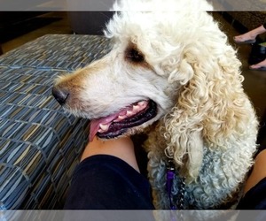 Poodle (Standard) Puppy for sale in NAMPA, ID, USA