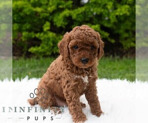 Poodle (Miniature) Puppy for sale in MADISONBURG, PA, USA