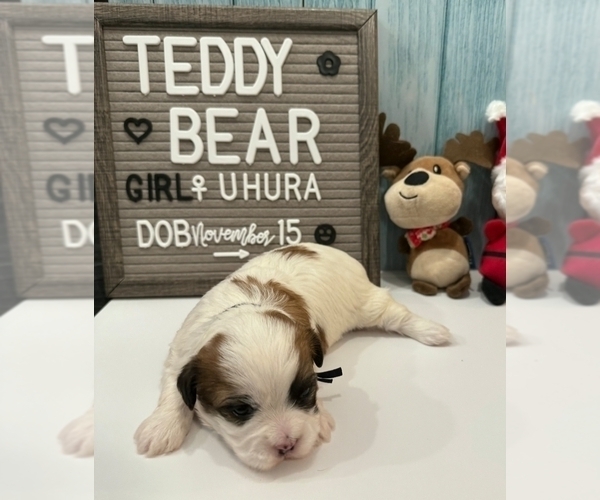 Medium Photo #9 Zuchon Puppy For Sale in NEW YORK MILLS, MN, USA