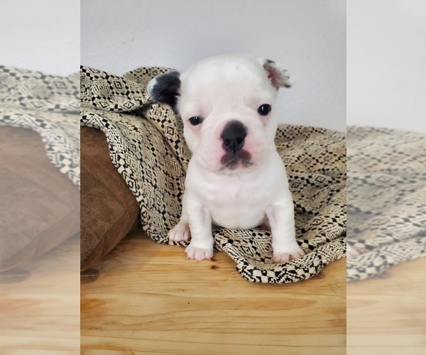 Medium Photo #7 French Bulldog Puppy For Sale in HUMBOLDT, SD, USA