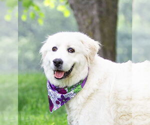 Great Pyrenees Dogs for adoption in Unionville, PA, USA