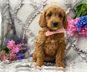 Goldendoodle Puppy for sale in LANCASTER, PA, USA