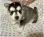 Small #5 Pomsky