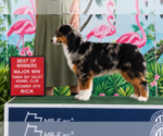 Small Photo #1 Miniature American Shepherd Puppy For Sale in GREENVILLE, FL, USA