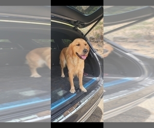 Mother of the Golden Retriever puppies born on 08/01/2025