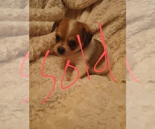 Medium Photo #7 Malchi Puppy For Sale in WOBURN, MA, USA