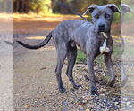 Small American Pit Bull Terrier Mix