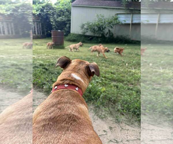 Medium Photo #5 Mutt Puppy For Sale in Poplar Bluff, MO, USA