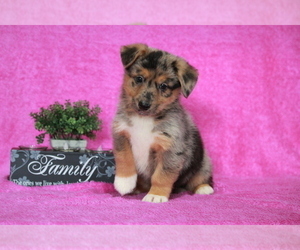 German Shepherd Dog-Welsh Cardigan Corgi Mix Puppy for sale in APPLE CREEK, OH, USA