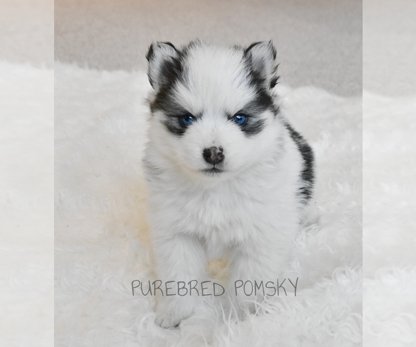 Medium Photo #3 Pomsky Puppy For Sale in KANSAS CITY, MO, USA