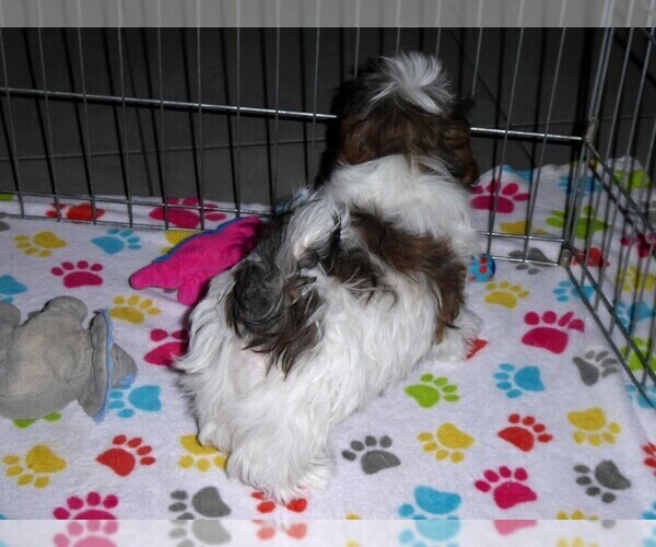 Medium Photo #4 Mal-Shi Puppy For Sale in ORO VALLEY, AZ, USA