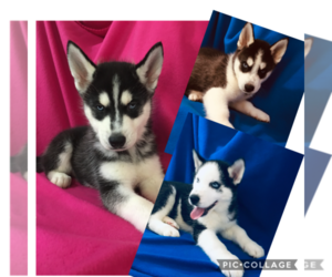 Siberian Husky Puppy for sale in SMITHS GROVE, KY, USA