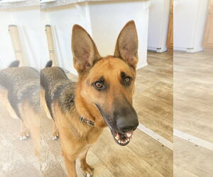 German Shepherd Dog Dogs for adoption in San Diego, CA, USA