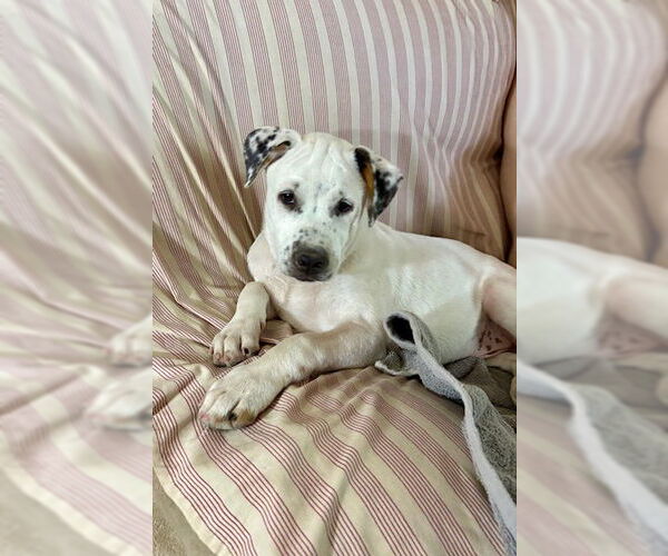 Medium Photo #4 Huskies -Unknown Mix Puppy For Sale in Mesa, AZ, USA