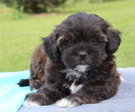 Small #5 ShihPoo
