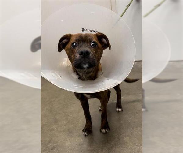 Medium Photo #3 Labrador Retriever-Unknown Mix Puppy For Sale in Rosenberg, TX, USA