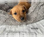 Small #2 American Pit Bull Terrier-Miniature Schnauzer Mix