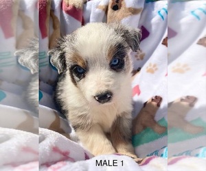 Miniature American Shepherd Puppy for sale in JASPER, AL, USA