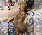 Small #1 Dachshund