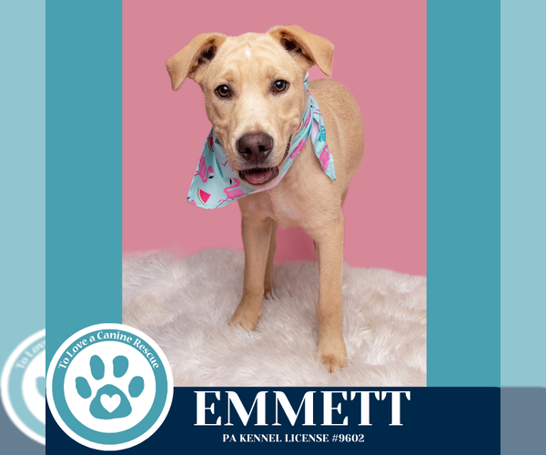 Medium Photo #5 Labrador Retriever-Unknown Mix Puppy For Sale in Kimberton, PA, USA