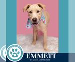 Small #4 Labrador Retriever Mix