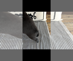 Small #2 Boston Terrier