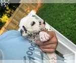 Small Photo #7 Dalmatian Puppy For Sale in WEBSTER, NY, USA