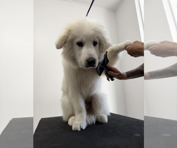 Medium Photo #3 Great Pyrenees-Unknown Mix Puppy For Sale in pomfret, CT, USA