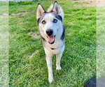 Small Photo #3 Siberian Husky Puppy For Sale in Canton, CT, USA