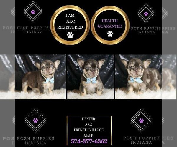 Medium Photo #2 French Bulldog Puppy For Sale in WARSAW, IN, USA