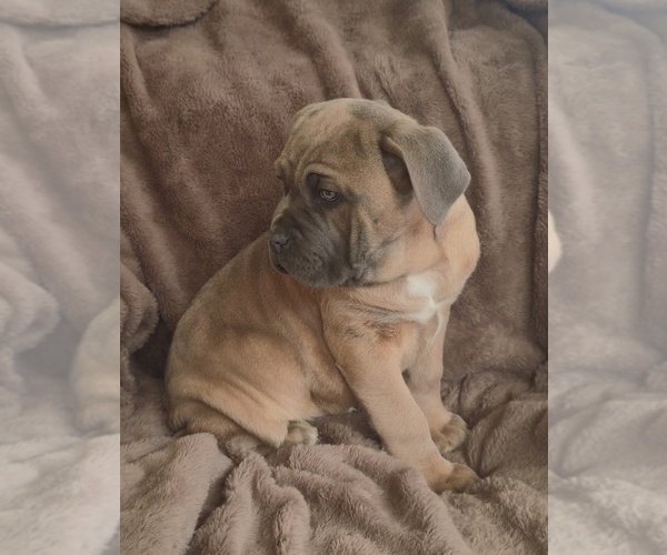 Medium Photo #14 Cane Corso Puppy For Sale in MINERAL WELLS, WV, USA