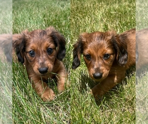 Dachshund Puppy for sale in SHAKOPEE, MN, USA