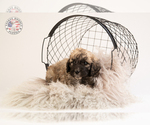 Small Photo #6 Saint Berdoodle Puppy For Sale in LEAVENWORTH, IN, USA