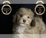 Puppy Latte AKC Poodle (Toy)
