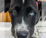 Small #2 Borador