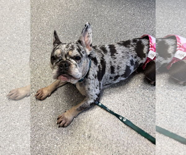 Medium Photo #9 French Bulldog Puppy For Sale in Sanford, FL, USA