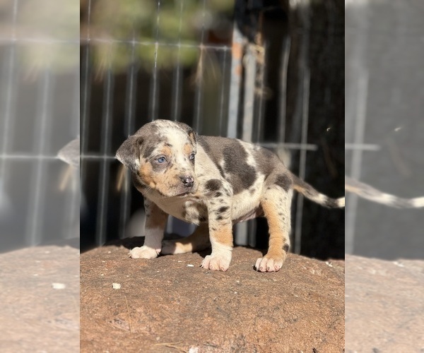 Medium Photo #12 Catahoula Leopard Dog Puppy For Sale in BUSHNELL, IL, USA