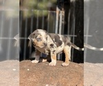 Small #11 Catahoula Leopard Dog