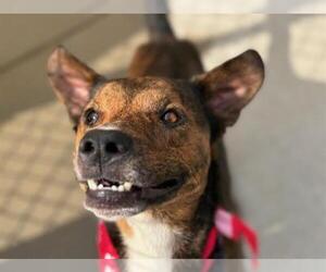 Medium Australian Cattle Dog Mix
