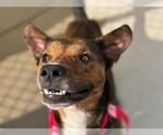 Small Australian Cattle Dog Mix