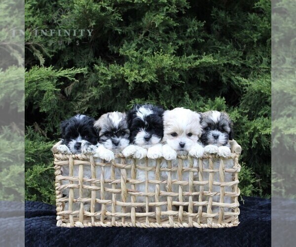 Medium Photo #2 Zuchon Puppy For Sale in KINZERS, PA, USA