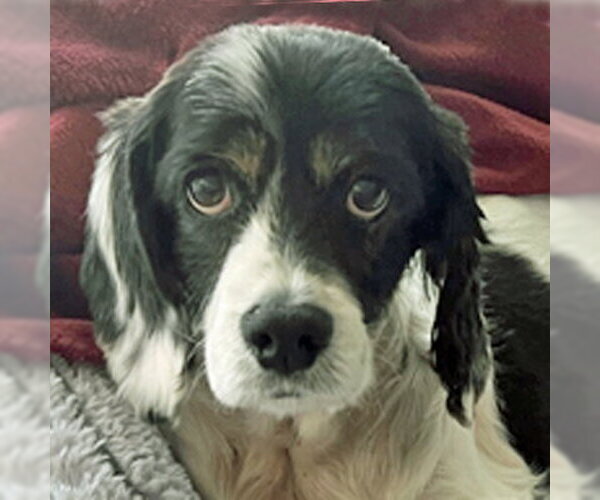 Medium Photo #2 Cocker Spaniel Puppy For Sale in Arlington, VA, USA