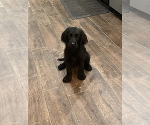 Labradoodle Puppy for sale in CELINA, TX, USA