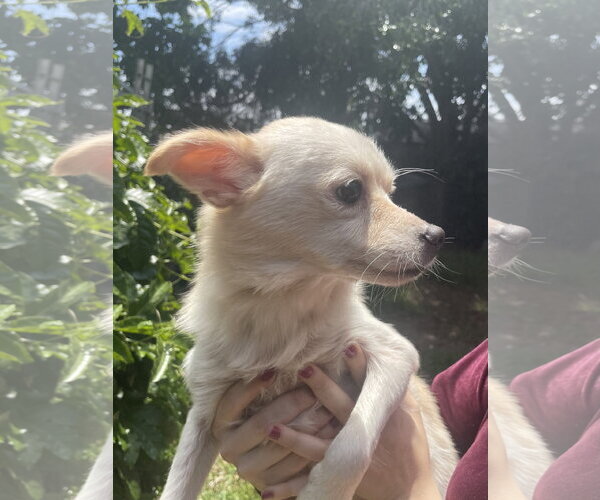 Medium Photo #1 Chihuahua Puppy For Sale in San Diego, CA, USA