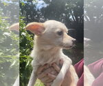 Small Chihuahua